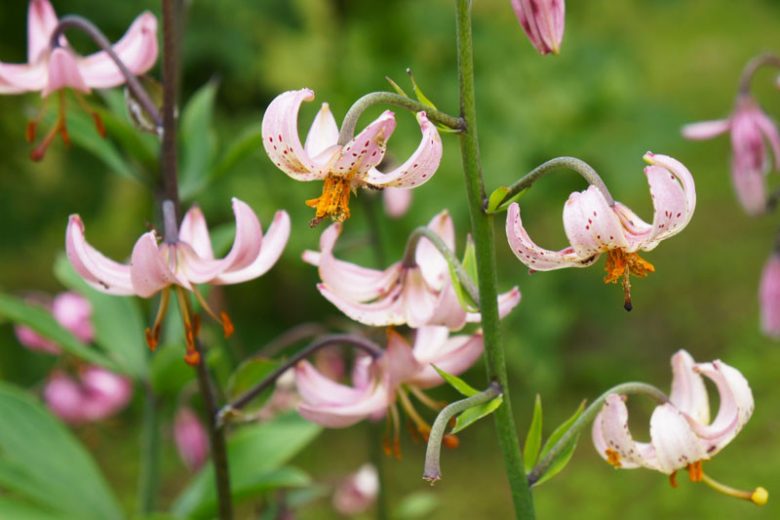 Lilium 'Chameleon',Lily 'Chameleon', Lilium Martagon 'Chameleon', Martagon Lilies, Common Turk's Cap Lilies,Martagon Hybrids, Summer flowering Bulb, early flowering lilies, part shade lilies, part shade flowering bulbs