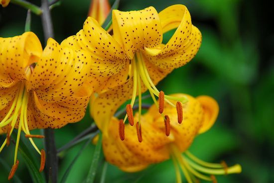 Lilium 'Citronella', Lily 'Citronella', Asiatic Lily 'Citronella', Summer flowering Bulb, mid summer flowering lilies, yellow lilies, tiger lilies