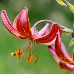 Lilium 'Claude Shride', Lilium Martagon 'Claude Shride',Lily 'Claude Shride', Martagon Lilies, Common Turk's Cap Lilies,  Martagon Hybrids, Summer flowering Bulb, early flowering lilies, red lilies, part shade lilies, part shade flowering bulbs