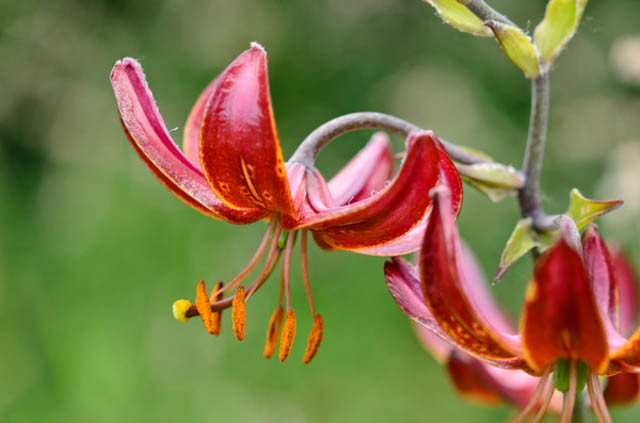 Lilium 'Claude Shride', Lilium Martagon 'Claude Shride',Lily 'Claude Shride', Martagon Lilies, Common Turk's Cap Lilies,  Martagon Hybrids, Summer flowering Bulb, early flowering lilies, red lilies, part shade lilies, part shade flowering bulbs