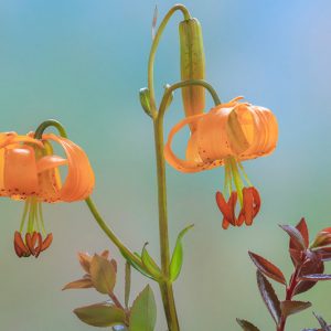 Lilium columbianum, Columbia Lily, Columbian Lily, Oregon Lily, Wild Tiger Lily, Summer flowering Bulb, Orange Lilies, Yellow Lilies, Lily flower, Lily Flower
