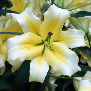 Lilium 'Conca d'Or', Lily 'Conca d'Or', Oriental Lily 'Conca d'Or', Oriental Trumpet Lily, Orienpet Lily, Oriental Trumpet Lilies, Orienpet Lilies, White Lilies, Bicolor Lilies, Fragrant lilies, Lily flower, Lily Flower