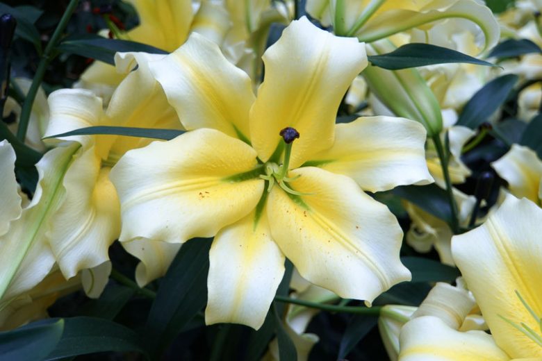 Lilium 'Conca d'Or', Lily 'Conca d'Or', Oriental Lily 'Conca d'Or', Oriental Trumpet Lily, Orienpet Lily, Oriental Trumpet Lilies, Orienpet Lilies, White Lilies, Bicolor Lilies, Fragrant lilies, Lily flower, Lily Flower
