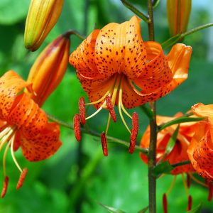 Lilium davidii, David's Lily, Tiger Lily, Turk Cap Lily, Wild Tiger Lily, Summer flowering Bulb, Orange Lilies, Lily flowers