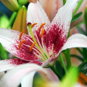 Lilium 'Dot Com', Lily 'Dot Com', Asiatic Lily 'Dot Com', Asiatic Hybrids, Asiatic Lilies, Pink Lilies, Fragrant lilies, Lily flower, Lily Flower