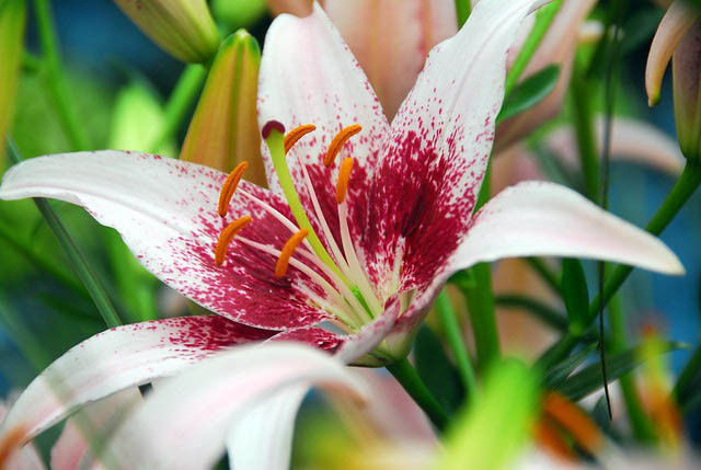 Lilium 'Dot Com', Lily 'Dot Com', Asiatic Lily 'Dot Com', Asiatic Hybrids, Asiatic Lilies, Pink Lilies, Fragrant lilies, Lily flower, Lily Flower