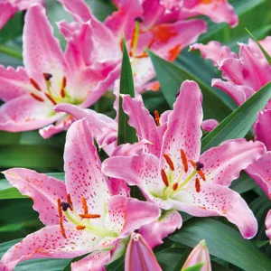 Lilium 'Entertainer', Lily 'Entertainer', Oriental Lily 'Entertainer', Oriental Lilies, Pink Lilies, Fragrant lilies, Bicolor Lilies, Lily flower, Lily Flower