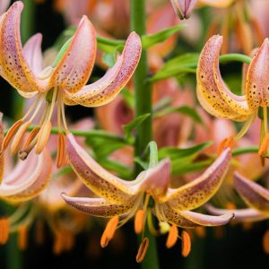Lilium 'Fairy Morning',Lily 'Fairy Morning', Lilium Martagon 'Fairy Morning', Martagon Lilies, Common Turk's Cap Lilies,Martagon Hybrids, Summer flowering Bulb, early flowering lilies, part shade lilies, part shade flowering bulbs