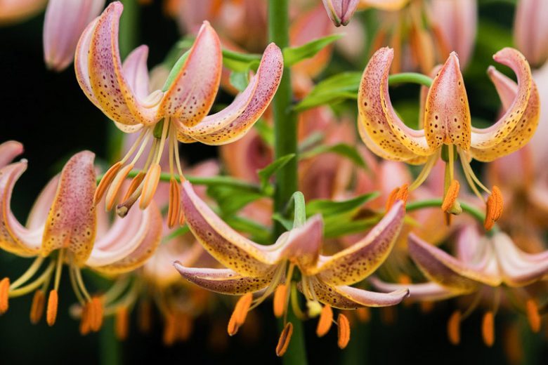 Lilium 'Fairy Morning',Lily 'Fairy Morning', Lilium Martagon 'Fairy Morning', Martagon Lilies, Common Turk's Cap Lilies,Martagon Hybrids, Summer flowering Bulb, early flowering lilies, part shade lilies, part shade flowering bulbs