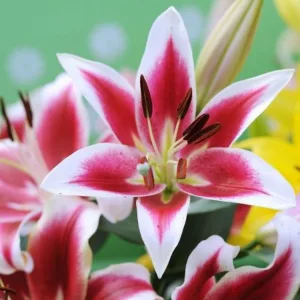 Lilium 'Flashpoint', Lily 'Flashpoint', Oriental Lily 'Flashpoint', Oriental Trumpet Lily, Orienpet Lily, Oriental Trumpet Lilies, Orienpet Lilies, Pink Lilies, Bicolor Lilies, Fragrant lilies, Lily flower, Lily Flower