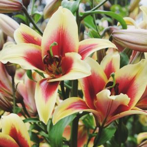 Lilium 'Flavia', Lily 'Flavia', Oriental Lily 'Flavia', Oriental Trumpet Lily, Orienpet Lily, Oriental Trumpet Lilies, Orienpet Lilies, Red Lilies, Bicolor Lilies, Fragrant lilies, Lily flower, Lily Flower