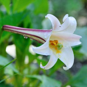 Lilium formosanum var. pricei, Dwarf Formosa Lily, Summer Bulb, White Lilies, Fragrant Lilies, Trumpet Lilies, Lily Flower,Lily Flowers