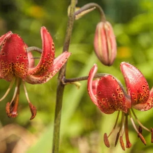 Lilium 'Gaybird',Lily 'Gaybird', Lilium Martagon 'Gaybird', Martagon Lilies, Common Turk's Cap Lilies, Martagon Hybrids, Summer flowering Bulb, early flowering lilies, part shade lilies, part shade flowering bulbs