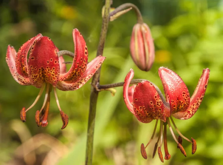 Lilium 'Gaybird',Lily 'Gaybird', Lilium Martagon 'Gaybird', Martagon Lilies, Common Turk's Cap Lilies, Martagon Hybrids, Summer flowering Bulb, early flowering lilies, part shade lilies, part shade flowering bulbs