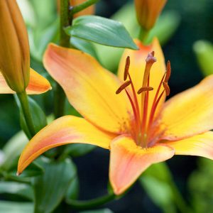 Lilium 'Giraffe',Lily 'Giraffe', Asiatic Lily 'Giraffe', Bicolored Lily, Red Lily, Dark Lily, Summer flowering Bulb, early summer flowering lili
