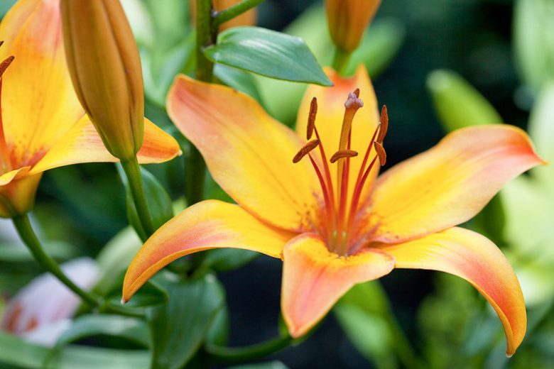 Lilium 'Giraffe',Lily 'Giraffe', Asiatic Lily 'Giraffe', Bicolored Lily, Red Lily, Dark Lily, Summer flowering Bulb, early summer flowering lili