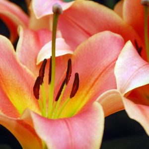 Lilium 'Gluhwein' (Lily), Lily 'Gluhwein', Oriental Lily 'Gluhwein', Oriental Trumpet Lily, Orienpet Lily, Oriental Trumpet Lilies, Orienpet Lilies, Pink Lilies, Apricot Lilies, Fragrant lilies, Lily flower, Lily Flower