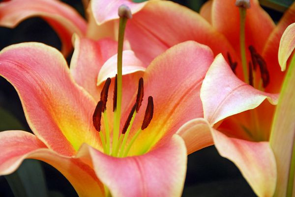 Lilium 'Gluhwein' (Lily), Lily 'Gluhwein', Oriental Lily 'Gluhwein', Oriental Trumpet Lily, Orienpet Lily, Oriental Trumpet Lilies, Orienpet Lilies, Pink Lilies, Apricot Lilies, Fragrant lilies, Lily flower, Lily Flower