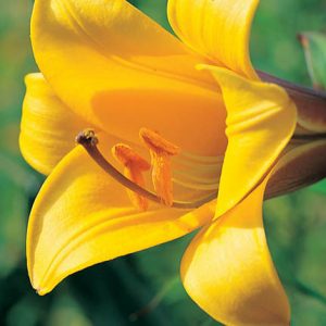 Lilium Golden Splendour', Lily 'Golden Splendour', Trumpet Lily 'Golden Splendour', Lilium Golden Splendor', Lily 'Golden Splendor,Summer flowering Bulb, early summer flowering lilies, yellow lilies