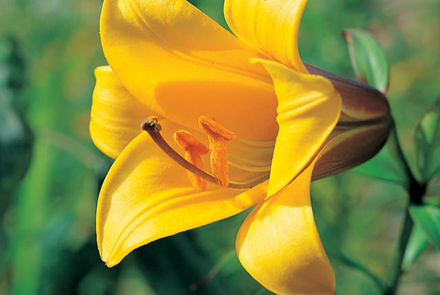 Lilium Golden Splendour', Lily 'Golden Splendour', Trumpet Lily 'Golden Splendour', Lilium Golden Splendor', Lily 'Golden Splendor,Summer flowering Bulb, early summer flowering lilies, yellow lilies