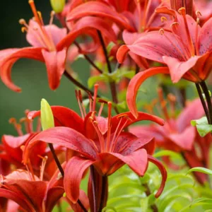 Lilium 'Gran Paradiso', Lily 'Gran Paradiso', Asiatic Lily 'Gran Paradiso', Asiatic Hybrids, Asiatic Lilies, Red Lilies, Lily flower, Lily Flower