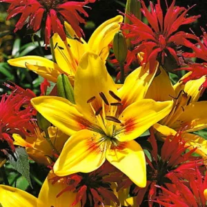 Lilium 'Grand Cru',  Lily 'Grand Cru', Asiatic Hybrid Lily 'Grand Cru', Summer flowering Bulb, early summer flowering lilies, yellow lilies, bicolor lilies, Award lilies