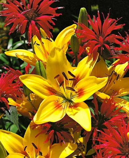 Lilium 'Grand Cru',  Lily 'Grand Cru', Asiatic Hybrid Lily 'Grand Cru', Summer flowering Bulb, early summer flowering lilies, yellow lilies, bicolor lilies, Award lilies