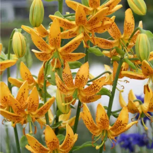 Lilium hansonii, Japanese Turk's Cap Lily, Tiger Lily, Turk Cap Lily, Wild Tiger Lily, Maetagon Lily, Summer flowering Bulb, Orange Lilies, Lily flowers