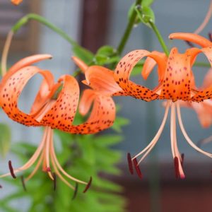 Lilium Lancifolium 'Splendens', Tiger Lily, Lance-Leaved Lily,  Lilium Tigrinum 'Splendens', Lilium Tigrinum subsp. Splendens, Lilium Lancifolium var. Splendens, Species Lilies, Orange Lilies