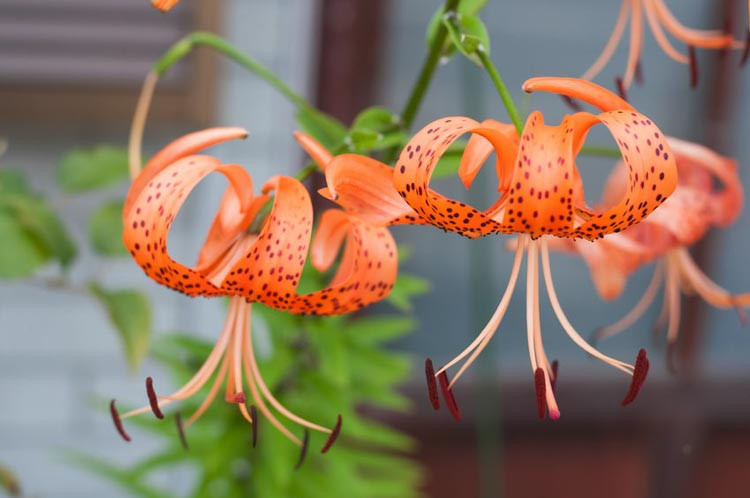 Lilium Lancifolium 'Splendens', Tiger Lily, Lance-Leaved Lily,  Lilium Tigrinum 'Splendens', Lilium Tigrinum subsp. Splendens, Lilium Lancifolium var. Splendens, Species Lilies, Orange Lilies