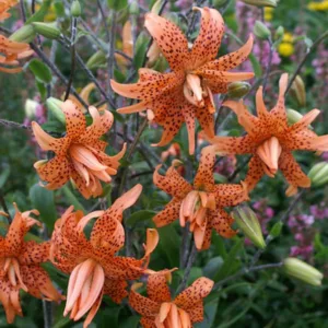 Lilium Lancifolium 'Flore Pleno, Double Tiger Lily, Lilium Tigrinum 'Flore Pleno',  Double-flowered Devil Lily, Species & Cultivars of Species Group, Summer flowering Bulb, Orange Lilies, Lily flower, Lily Flower