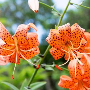 Lilium Lancifolium, Lilium Tigrinum,  Lilium Tigrinum Var splendens, Lilium Tigrinium Flore Pleno, Species Group, Summer flowering Bulb, mid summer flowering lilies