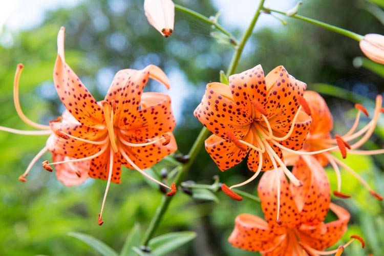 Lilium Lancifolium, Lilium Tigrinum,  Lilium Tigrinum Var splendens, Lilium Tigrinium Flore Pleno, Species Group, Summer flowering Bulb, mid summer flowering lilies