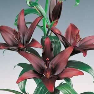 Lilium 'Landini',Lily 'Landini', Asiatic Lily 'Landini', Bicolored Lily, Red Lily, Dark Lily, Summer flowering Bulb, early summer flowering lili