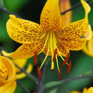 Lilium Leichtlinii, Leichtlins' Lily, Species & Cultivars of Species Group, Summer flowering Bulb, Yellow Lilies, Lily flower, Lily Flower