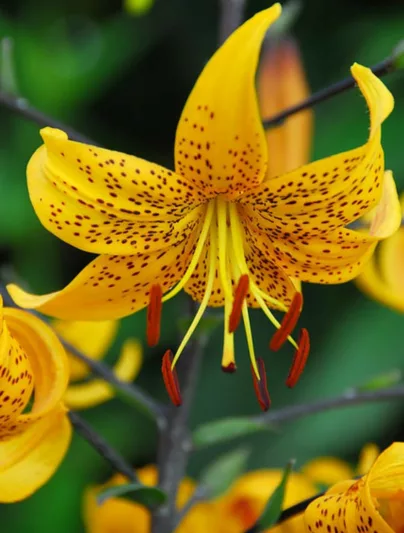 Lilium Leichtlinii, Leichtlins' Lily, Species & Cultivars of Species Group, Summer flowering Bulb, Yellow Lilies, Lily flower, Lily Flower
