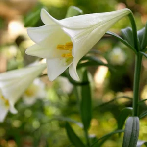 Lilium Longiflorum 'White American',Lily 'White American', Easter Lily 'White American', Trumpet Lily 'White American', Lilium 'White American', Longiflorum Lilies, White Lilies, Fragrant Lilies, Lily flower, Lily Flower