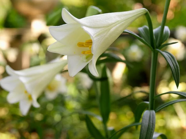 Lilium Longiflorum 'White American',Lily 'White American', Easter Lily 'White American', Trumpet Lily 'White American', Lilium 'White American', Longiflorum Lilies, White Lilies, Fragrant Lilies, Lily flower, Lily Flower