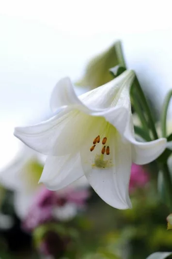 Lilium Longiflorum 'White Heaven' ,Lily 'White Heaven', Trumpet Lily 'White Heaven', Lilium 'White Heaven', Longiflorum Lilies, White Lilies, Fragrant Lilies, Lily flower, Lily Flower