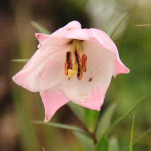Lilium mackliniae, Manipur Lily, Shirui Lily, Shirui Kashung Timrawon, , Wild Lilies, Showy Lilies, Pink Lilies, Lily flower, Lily Flower