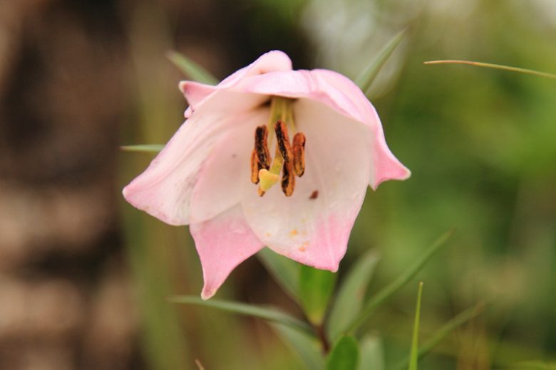 Lilium mackliniae, Manipur Lily, Shirui Lily, Shirui Kashung Timrawon, , Wild Lilies, Showy Lilies, Pink Lilies, Lily flower, Lily Flower