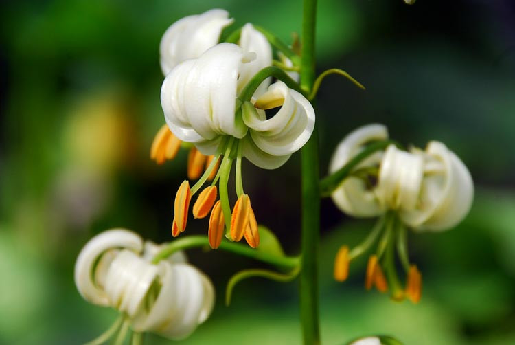 Lily Martagon Album, Lilium Martagon Album,Turk's Cap Lilies,  Martagon Hybrids Group, Summer flowering Bulb, early flowering lilies, part shade lilies, part shade flowering bulbs
