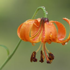 Lilium michiganense, Michigan Lily, Summer flowering Bulb, Orange Lilies, Lily Flower