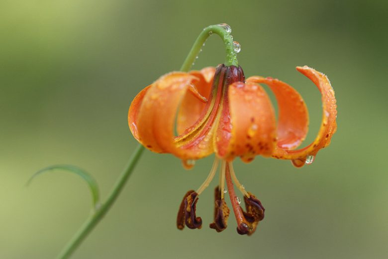 Lilium michiganense, Michigan Lily, Summer flowering Bulb, Orange Lilies, Lily Flower