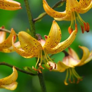 Lily Martagon Album, Lilium Martagon Album,Turk's Cap Lilies,  Martagon Hybrids Group, Summer flowering Bulb, early flowering lilies, part shade lilies, part shade flowering bulbs