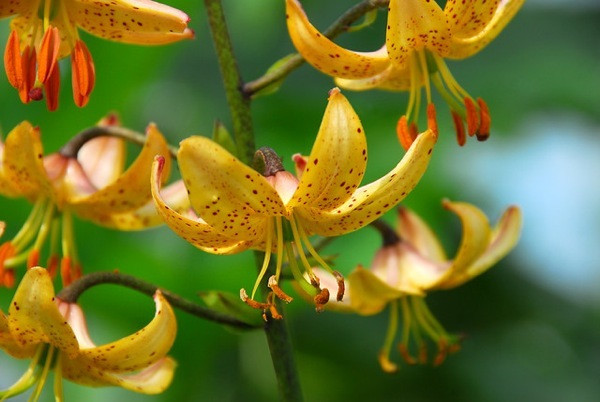 Lily Martagon Album, Lilium Martagon Album,Turk's Cap Lilies,  Martagon Hybrids Group, Summer flowering Bulb, early flowering lilies, part shade lilies, part shade flowering bulbs