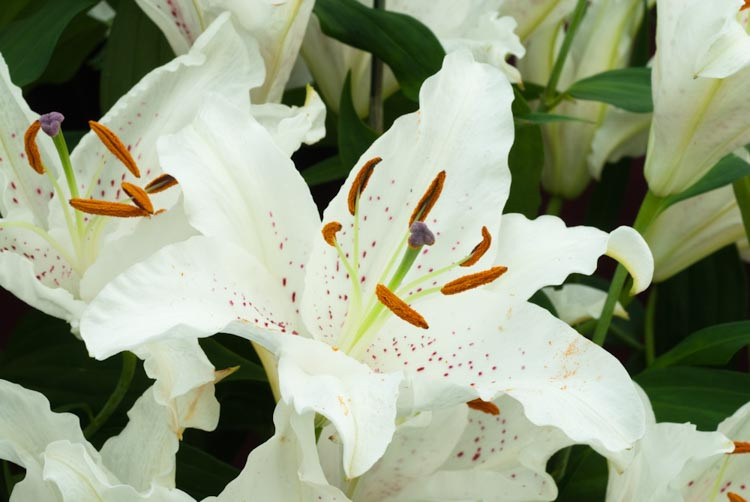 Lilium 'Muscadet', Lily 'Muscadet', Oriental Lily ''Muscadet', Summer flowering Bulb, mid summer lilies, late summer lilies, white lilies, Fragrant lilies