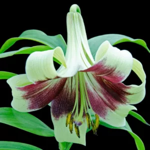 Lilium nepalense, Nepal Lily, Lily of Nepal, , Wild Lilies, Showy Lilies, Bicolor Lilies, Lily flower, Lily Flowers