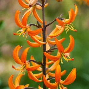 Lilium 'Orange Marmalade',Lily 'Orange Marmalade', Lilium Martagon 'Orange Marmalade', Martagon Lilies, Common Turk's Cap Lilies,Martagon Hybrids, Summer flowering Bulb, early flowering lilies, part shade lilies, part shade flowering bulbs