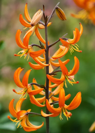 Lilium 'Orange Marmalade',Lily 'Orange Marmalade', Lilium Martagon 'Orange Marmalade', Martagon Lilies, Common Turk's Cap Lilies,Martagon Hybrids, Summer flowering Bulb, early flowering lilies, part shade lilies, part shade flowering bulbs